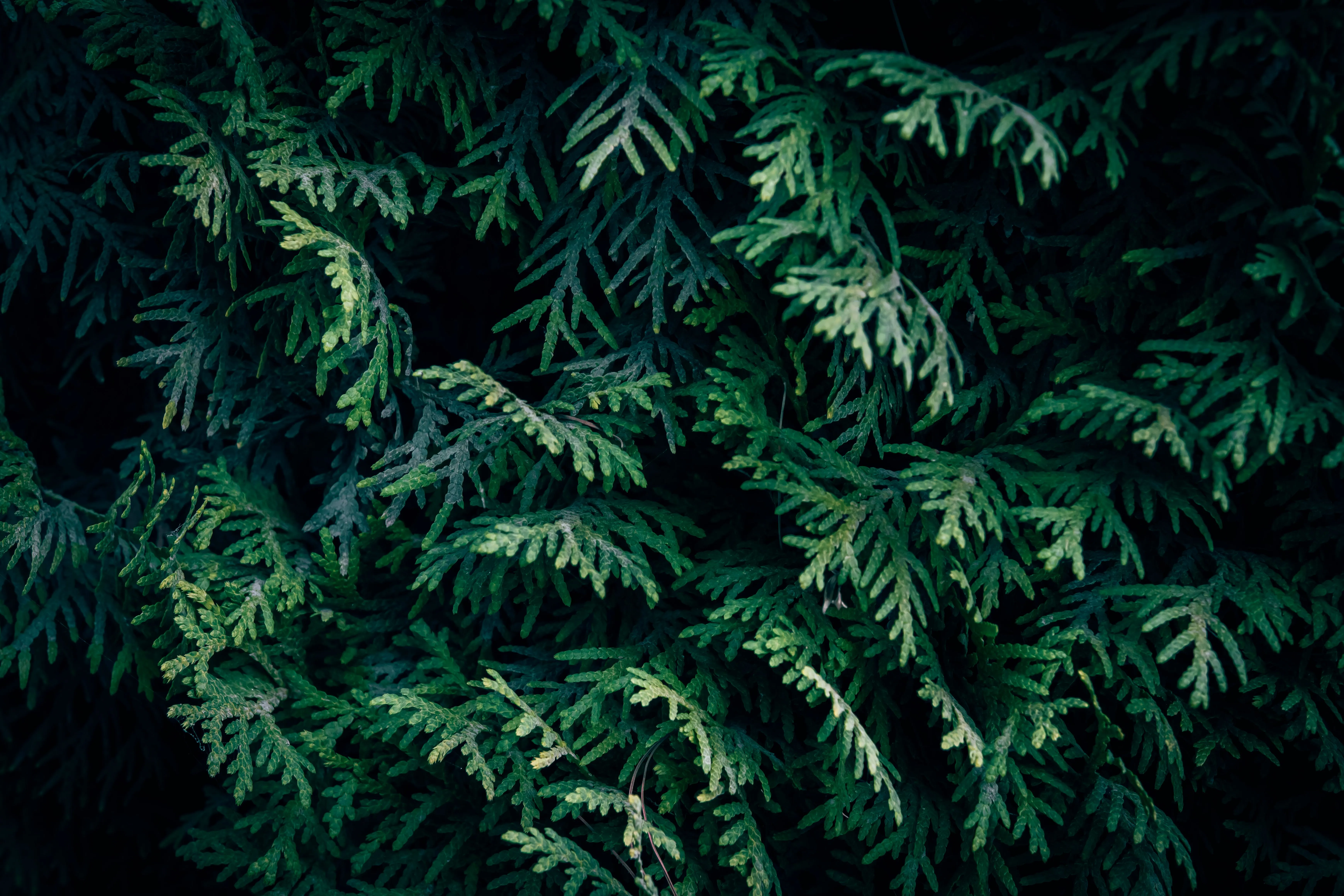 Western red cedar boughs in deep green
